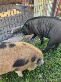 David Jackson's pot belly pigs. One balck on the right and one tan with black spots on the left