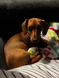 David Jackson's brown wiener dog, Sadie, sitting on a colorful blanket